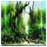 Aquascape image 포스터