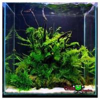 Aquascape image screenshot 2