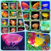 Arowana fish Species And Lohan تصوير الشاشة 1