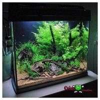 230 Desaign Aquascape โปสเตอร์