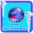 Various Types Of Fish Betta