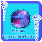 Various Types Of Fish Betta icône