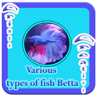 Various Types Of Fish Betta icono