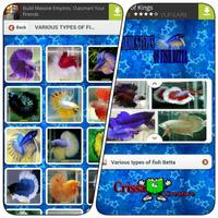 Various Types Of Fish Betta Affiche