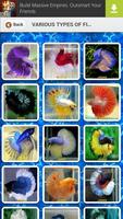 Various Types Of Fish Betta تصوير الشاشة 1