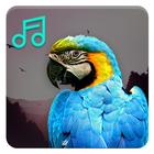 Birdsong - Bird of Sounds icône