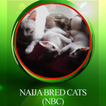 Naija Bred Cats(NBC)