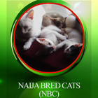 Naija Bred Cats(NBC) icono
