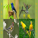 Birds Wallpapers HD 2021-2022 APK