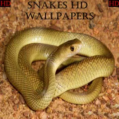 download Snake Wallpapers HD 2020 APK