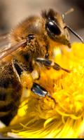 1 Schermata Bee Cute Wallpapers
