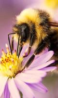 2 Schermata Bee Cute Wallpapers