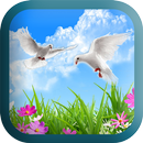 Cute Dove Wallpapers APK