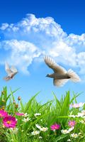 Cute Dove Wallpapers Affiche