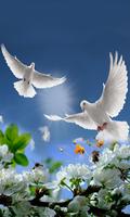 2 Schermata Cute Dove Wallpapers