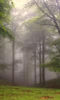 Cool Fog Wallpapers Affiche