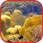 Coralreef Cool Wallpapers 圖標