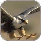 Falconbird Cute WPs icône