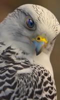 Falconbird Cute WPs ポスター