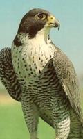 Falconbird Cute WPs 截图 2