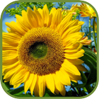 Hot Sunflower Wallpapers ikon