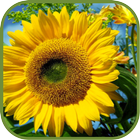 Hot Sunflower Wallpapers icon