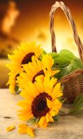 Hot Sunflower Wallpapers syot layar 1