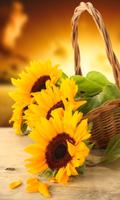 برنامه‌نما Hot Sunflower Wallpapers عکس از صفحه