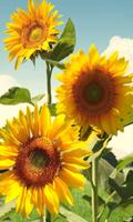 Hot Sunflower Wallpapers syot layar 2