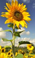 Hot Sunflower Wallpapers syot layar 3