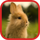 Cute Rabbit Wallpapers APK