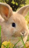 Cute Rabbit Wallpapers imagem de tela 3