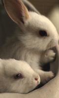 Cute Rabbit Wallpapers imagem de tela 1