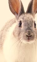 Cute Rabbit Wallpapers ảnh chụp màn hình 2