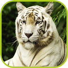 White Tiger Cute WPs ikona