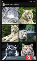 White Tiger Cute WPs Affiche