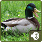 Duck Sounds icon