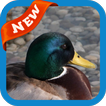 Duck Wallpaper