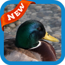 Duck Wallpaper APK
