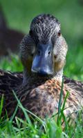 Duck Wallpaper screenshot 1