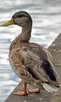 Duck Wallpaper screenshot 2