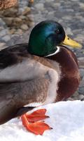 Duck Wallpaper screenshot 3
