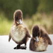 Ducklings Live Wallpaper