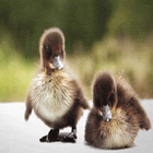 Ducklings Live Wallpaper icon