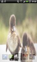 Ducklings Live Wallpaper syot layar 3