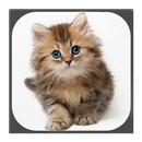 Cats - Kittens - Videos - Memes APK