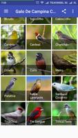 100+ harmonia dos  pássaros capture d'écran 2