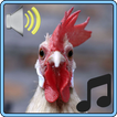 Rooster Sounds and Rintones
