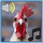 Rooster Sounds icône