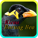 Kicau Burung Beo Bicara APK